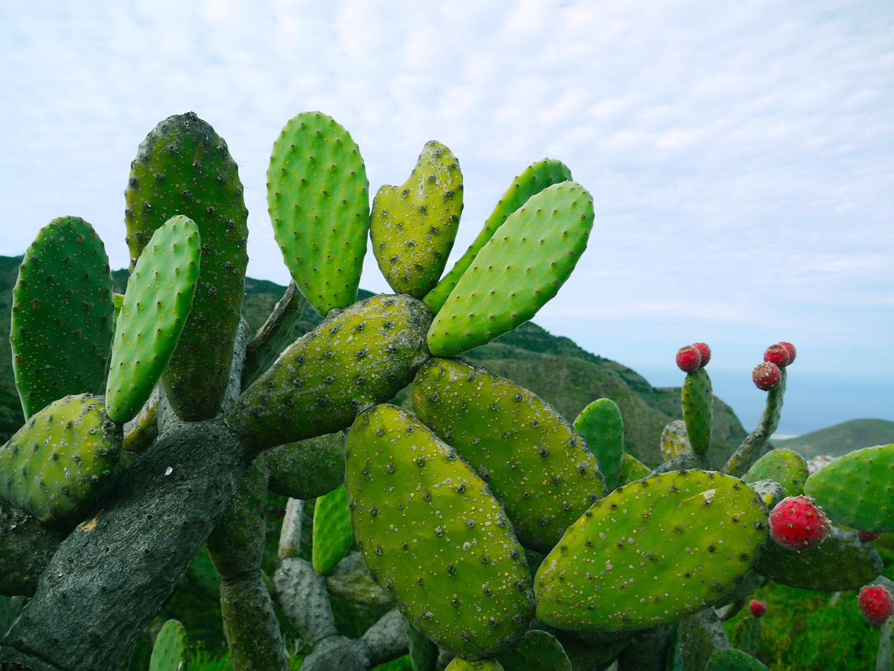 Bí mật về loài xương rồng giúp “khỏe” dạ dày được người Mexico tôn sùng 1